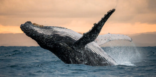 Les baleines déplacent 630 millions de jetons en 3 heures